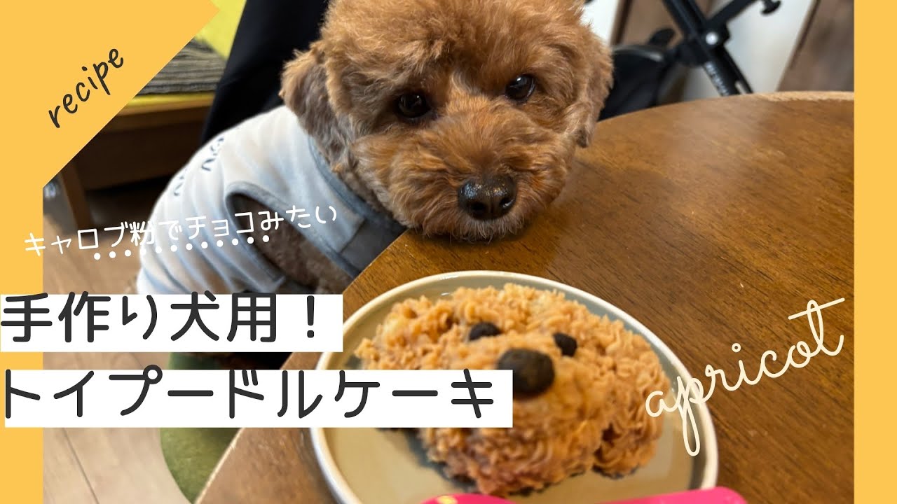 トイプードルケーキを作りました！犬用ケーキです！キャロブという犬も食べれる粉末でチョコケーキにみえます！