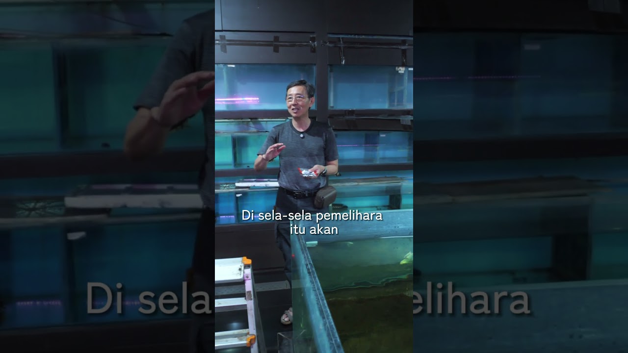 #NGOBROLINIKAN PROSPEK IKAN HIAS DI INDONESIA