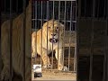#lion #wildebeest #tiger #africanbullfrog #animals #kruger #wildlife #bigcat #bee #dog