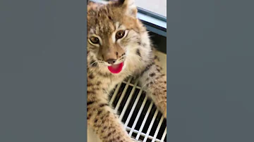 Как чихает рысь 😹 Неожиданные гости дома