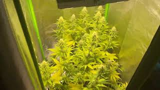 Blütetag 39. Green poison from Sweet Seeds