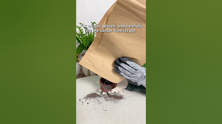 Repot your cactus without getting hurt #cactus #cacti #repot #cactuscare #plants #planthack