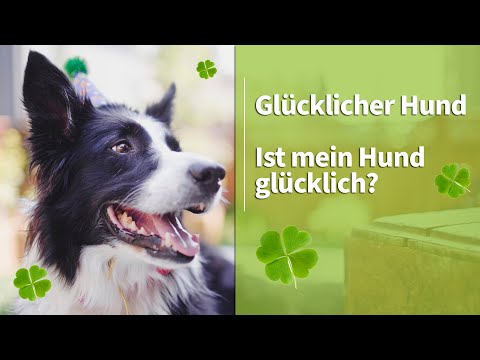 Video: So Machen Sie Ihren Hund Glücklich