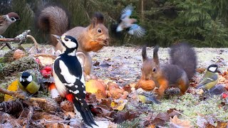 Cat TV for Cats to Watch 😺 Playful Birds and Funny Squirrels🐿️