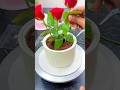 #emotional #bhoot #beti #gulab #cake #phool #cakedecorating #viralrecipe #ytshortsindia #trending
