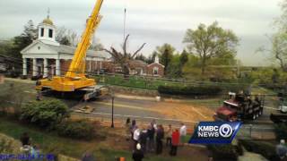 Watch: 600-year-old tree comes down