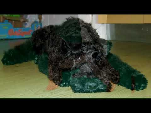Video: Kerry Blue Terrier Raza De Perro Hipoalergénico, Salud Y Vida útil