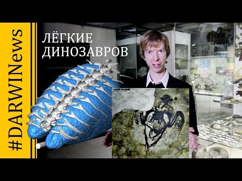 Динозавры и птицы дышали одинаково! #DARWINews