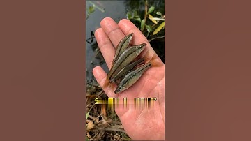 Làm một cái bẫy cá bằng chai nhựa hiệu quả bất ngờ