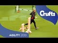 Agility - Kennel Club Novice Cup Final - Small - Agility | Crufts 2019