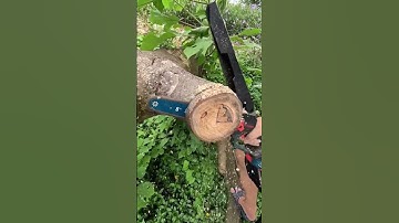 Cưa xích nhỏ gọn sử dụng động cơ không chổi than !!!