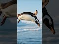 The Brutal Journey of a Baby Penguin | Animal Wildlife