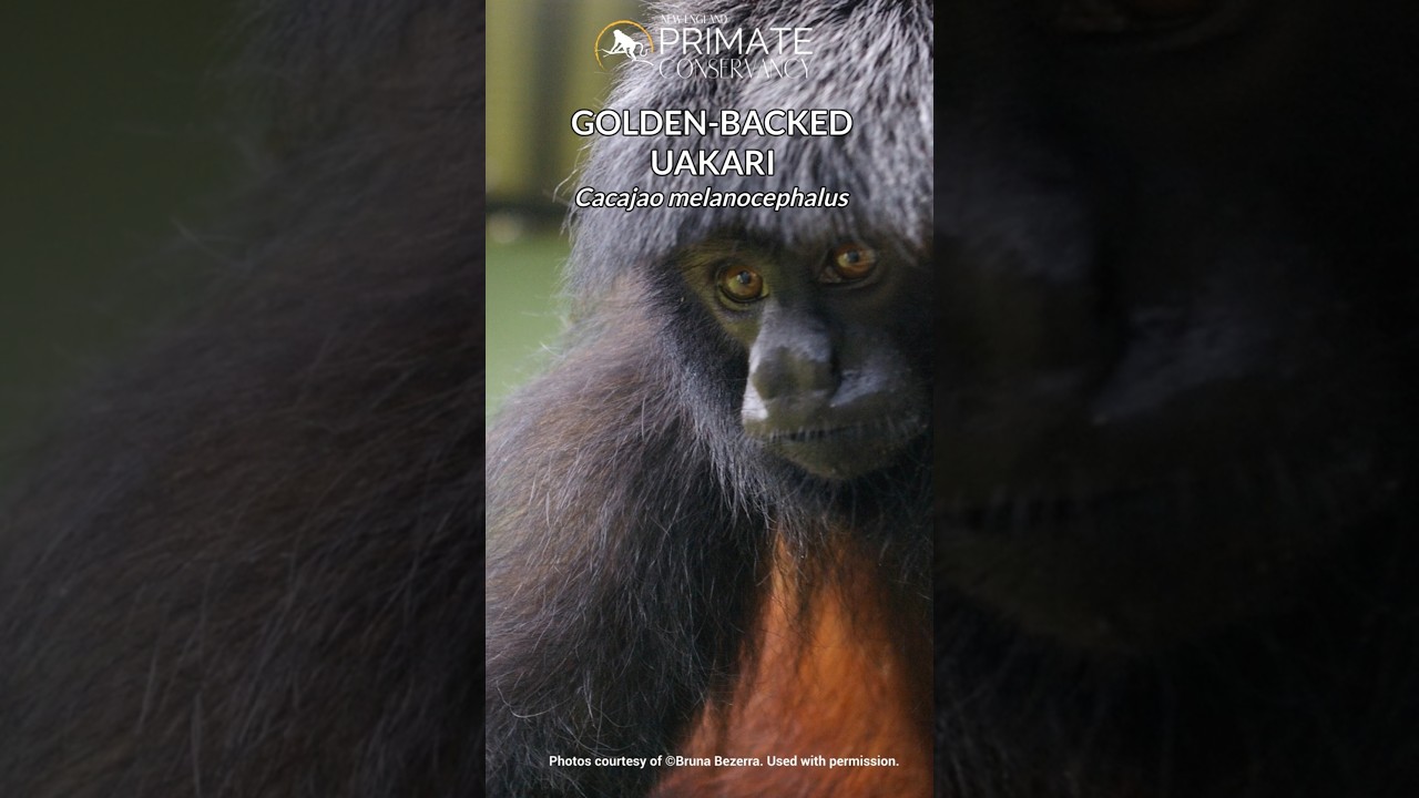 Golden Backed Uakaris in 34 seconds—Live in the company of other monkey species