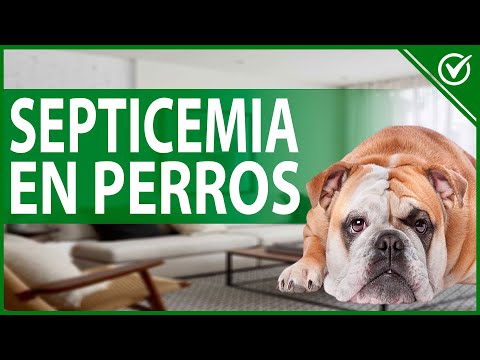 🐶 Septicemia en Perros: Causas, Síntomas, Tratamiento y Contagio 🐶💉