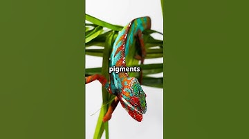 How Chameleons Change Color #shorts