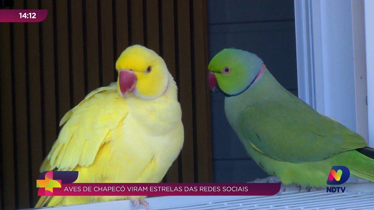 Aves de Chapecó fazem sucesso e viralizam nas redes sociais