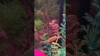 Rosy Barbs enjoying in fish tank