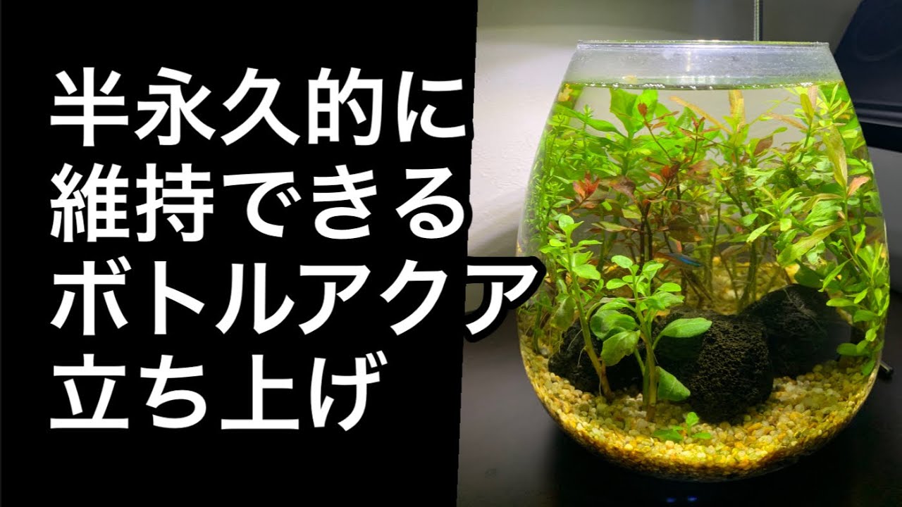 #2 【初めてのボトルアクアリウム立ち上げ】この方法なら半永久維持が可能な水槽ができる！はず笑