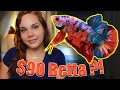 GIANT Betta Fish Unboxing | My BIGGEST Betta Yet!