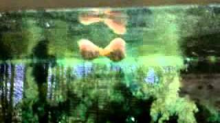 Happy Valentines Day 2012.mp4