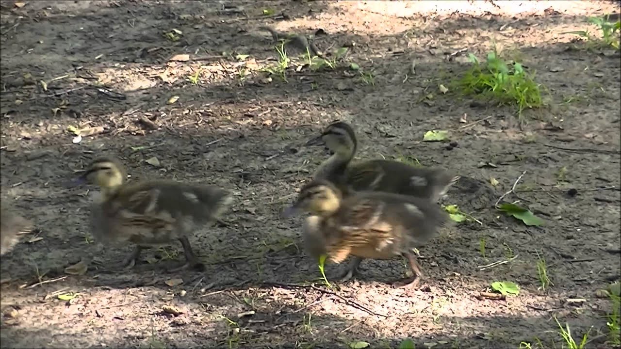 DUCK 