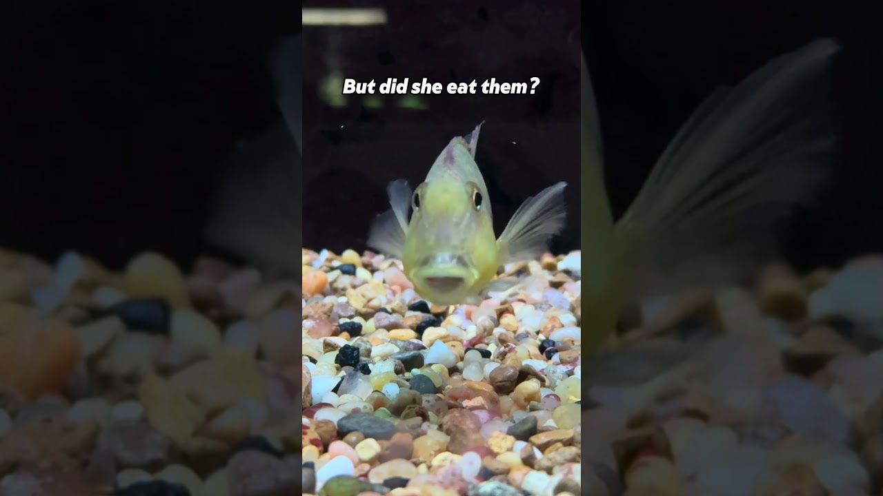 A Geophagus Protecting Babies