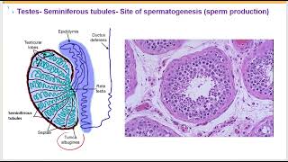 Male reproductive system:  Testis- spermatogenesis- spermatic cord