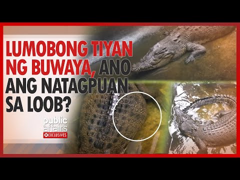 Lumobong tiyan ng buwaya, ano ang natagpuan sa loob? | Public Affairs Exclusives