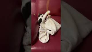 Funny cat chasing string nearly gave up