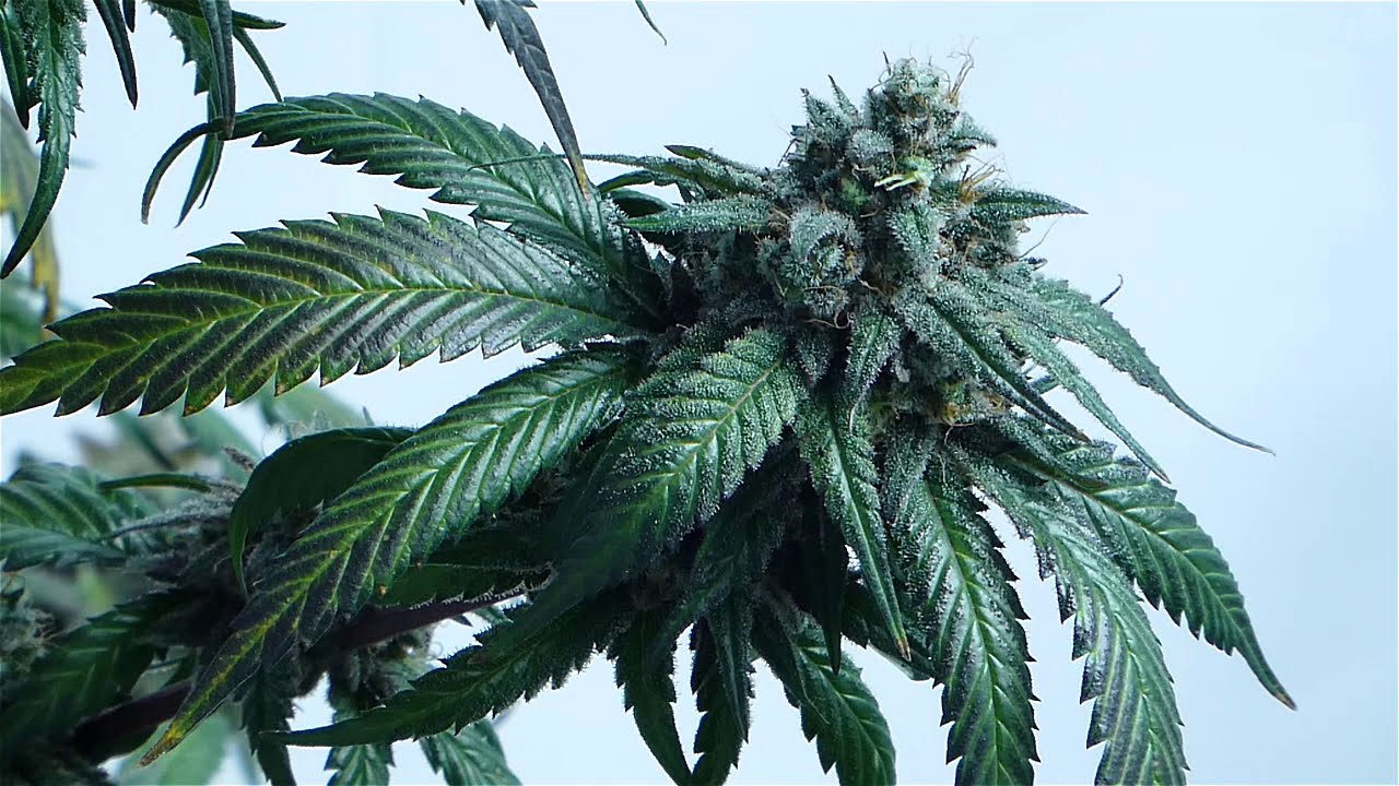 BINGUS Cannabis Creations Documentary