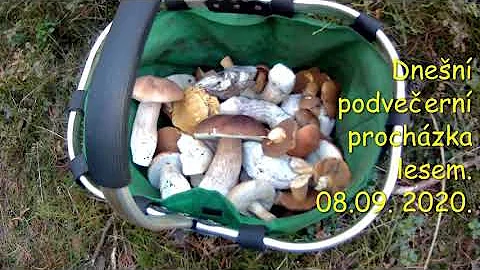 Co jsou houby v trávníku na zahradě?