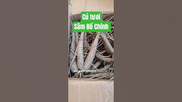 Củ tươi Sâm Bố Chính Zalo 0975058285 Ship toàn quốc #hạtgiống Củ tươi Trà hoa #sambochinh