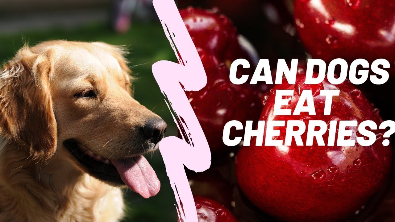 can cherries kill dogs