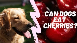 Can Dogs Eat Cherries? 🐶 by Official Aidpets 3,112 views 4 years ago 5 minutes, 12 seconds