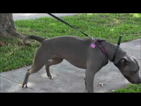 richard heinz dog trainer