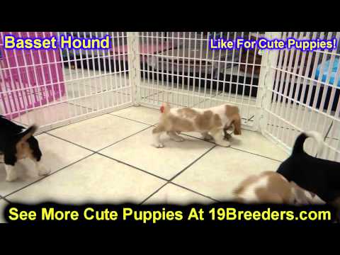 basset-hound,-puppies,-for,-sale,-in,-oklahoma-city,-oklahoma,-ok,-warr-acres,-guthrie,-weatherford,