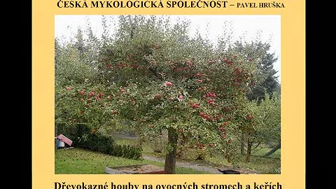 Proč se houby usazují na pařezech?