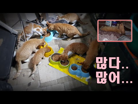 길냥_ <strong>잠자는데</strong> 발이 물컹 물컹?? 많다..많어..