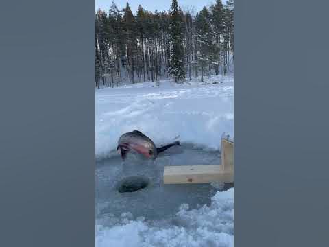 Ibland går det inte så bra när man ska fiska röding 😂 - YouTube