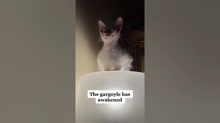 Watch the video about Cute and funny sphynx cat video #sphynx #sphynxcat #sphynxkitten #sphynxcatvideo