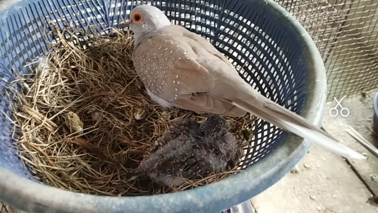 Diamond Dove short tips. 