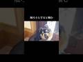 犬の為のトレーニングを。 #doglibre #チワワ #本気噛み #噛み癖 #犬のしつけ #ドッグトレーニング