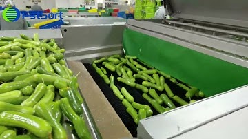 Commercial gherkin washing drying sorting machine fruit cucumber grader vegetable processing machine