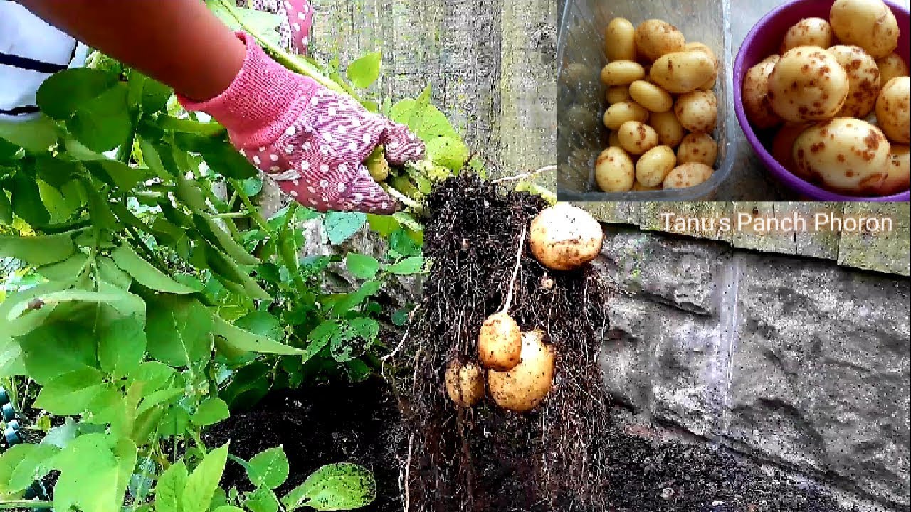 Potato Harvest | Potato Gardening By Tanu's Panch Phoron Kitchen Garden