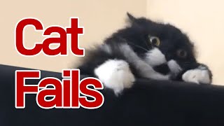 Funny | Meme | Fails Cat Compilation #33 by My Lovely Cat 117 views 3 years ago 4 minutes, 47 seconds