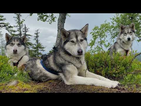 Finnish Hospitality Heroes Kota-Husky EN