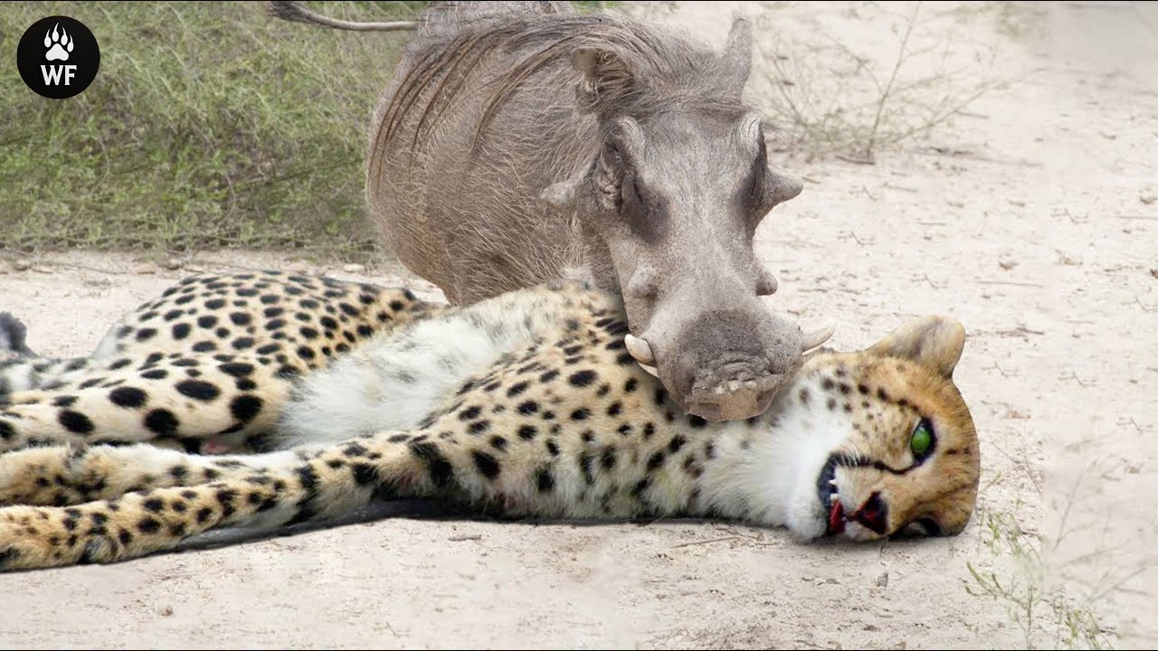 15 Shocking Moments Warthogs Fought Back  Nature's Underrated Survivors | Animal Fight
