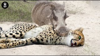 15 Shocking Moments Warthogs Fought Back  Nature's Underrated Survivors | Animal Fight
