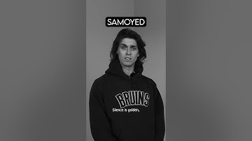 Dog Breeds Give Life Advice