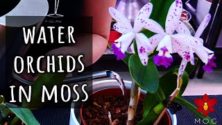 The science behind How I Water Orchids potted in Sphagnum Moss (Seminar)